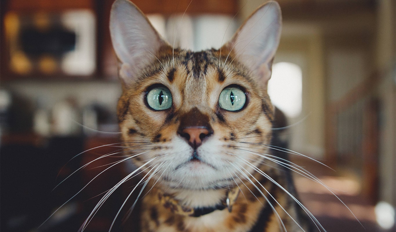 Welcome to Pet Adoption